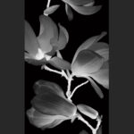 СТАЦИОНАРЕН ПАРАВАН Серия NES Walk in Magnolia от 70 до 90 см.